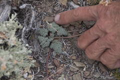 Cymopterus
