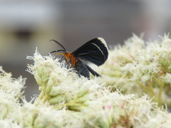 Melanchroia chephise