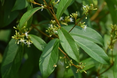 Ichnocarpus frutescens