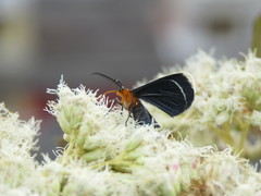 Melanchroia chephise