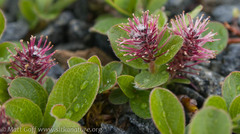 Salix stolonifera
