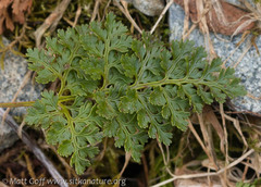Cryptogramma sitchensis