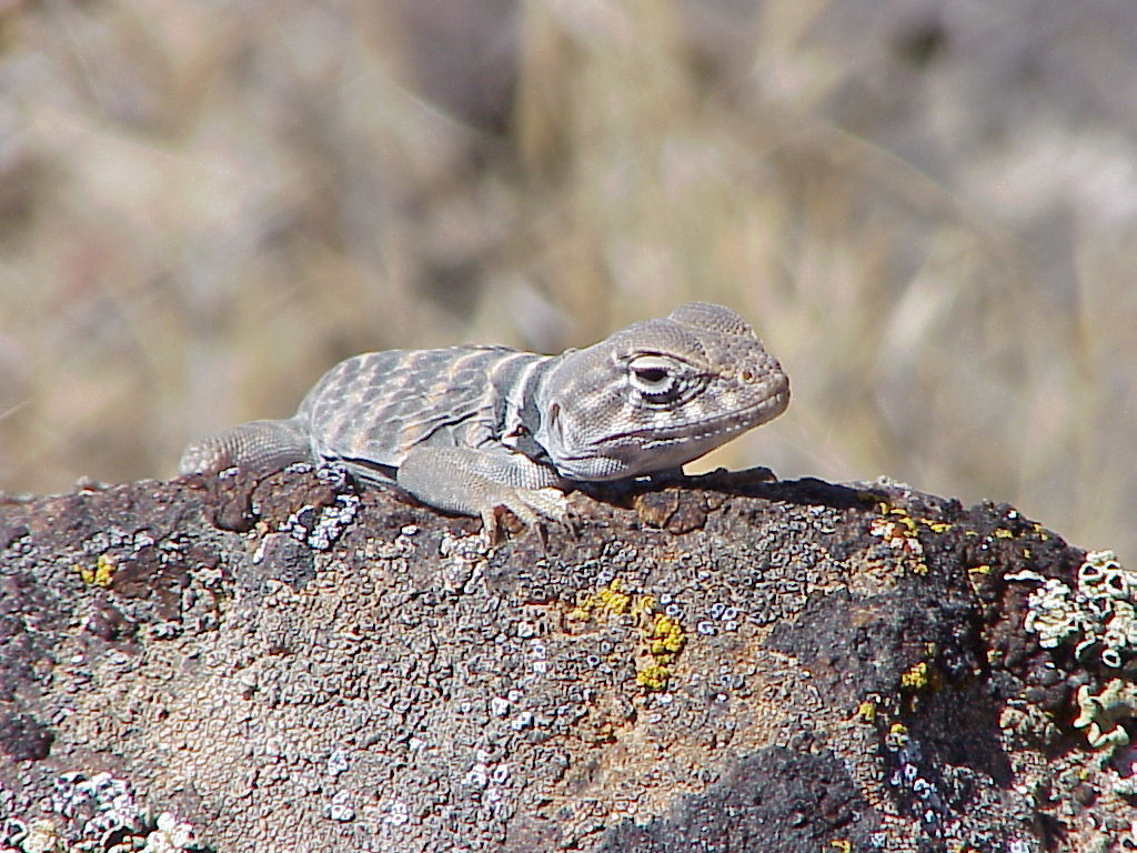 Desert Collared Lizard in June 1992 by adventurerob · iNaturalist