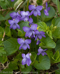 Viola langsdorffii