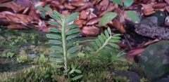 Dichaea hookeri