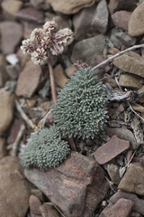 Cymopterus