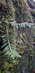 Dichaea hookeri