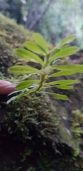 Dichaea hookeri