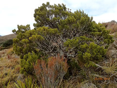 Halocarpus biformis