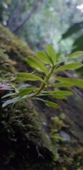 Dichaea hookeri