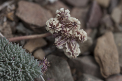 Cymopterus