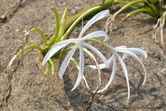 Crinum viviparum
