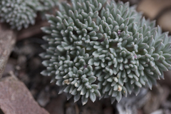 Cymopterus