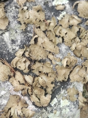 Lasallia pensylvanica