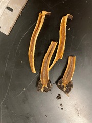 Lacrymaria lacrymabunda