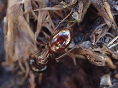 Camponotus emarginatus
