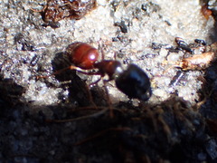 Camponotus emarginatus