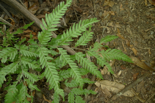 Pteris laevis observed 2017-08-10