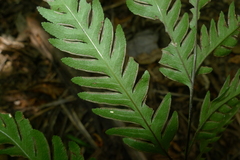 Pteris laevis
