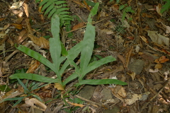 Microsorum latilobatum