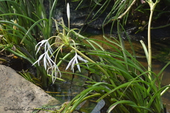 Crinum viviparum