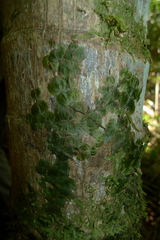 Trichomanes tahitense