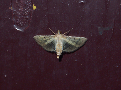 Cnaphalocrocis