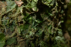 Trichomanes tahitense