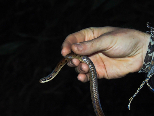 Thin Ground Snake