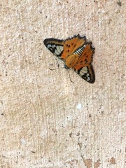 Myscelus pardalina yacutinga