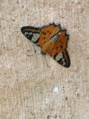 Myscelus pardalina yacutinga