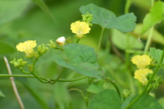 Merremia hederacea