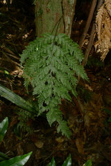 Trichomanes flavofuscum