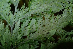 Trichomanes flavofuscum