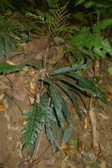 Blechnum vieillardii