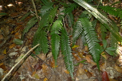 Blechnum contiguum