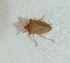 Euschistus ictericus