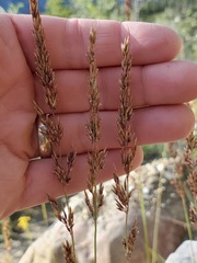 Calamagrostis stricta