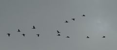 Phalacrocorax carbo