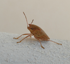 Euschistus ictericus