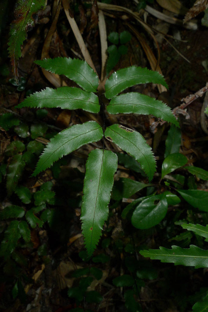 Lindsaea vieillardii (Lindsaea vieillardii)