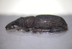 Dryophthorus americanus