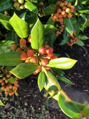 Ilex cornuta