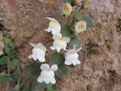 Antirrhinum molle