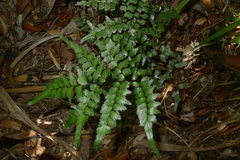 Lindsaea prolongata