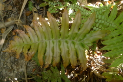 Blechnum hirsutum