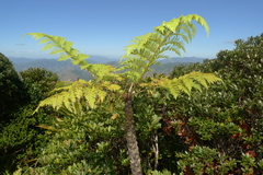Cyathea alata