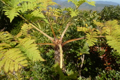 Cyathea alata