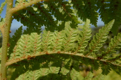 Cyathea alata