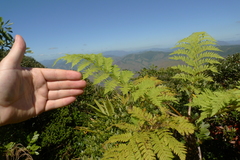 Cyathea alata